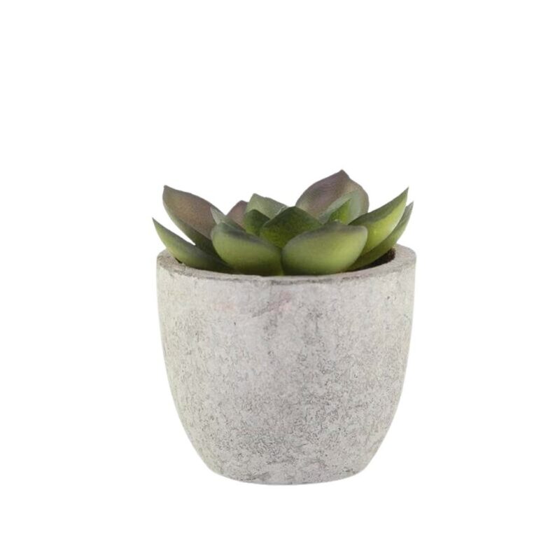 CAMAS – Artificial Succulent Plant in Pulp Pot